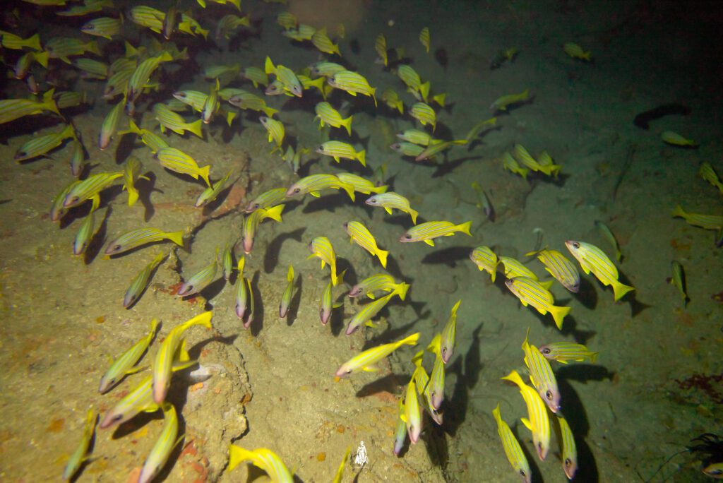 HDh Naivaadhoo Underwater