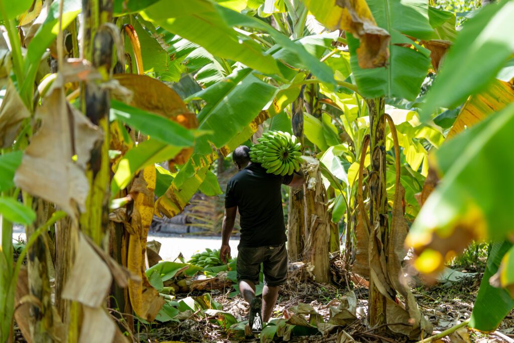 Sh Foakaidhoo Faiy Keyo
